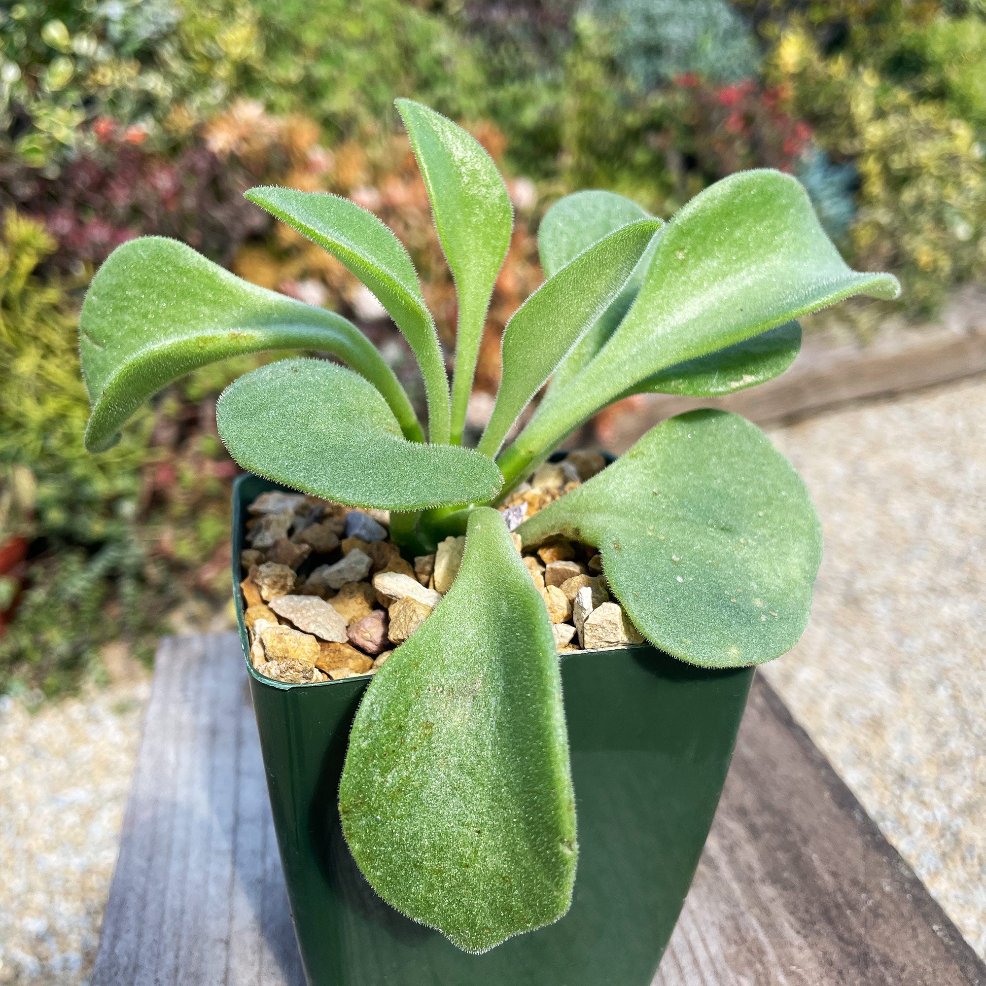 house plant with soft leaves Tylecodon hirtifolius 4" Pot (Dormant)