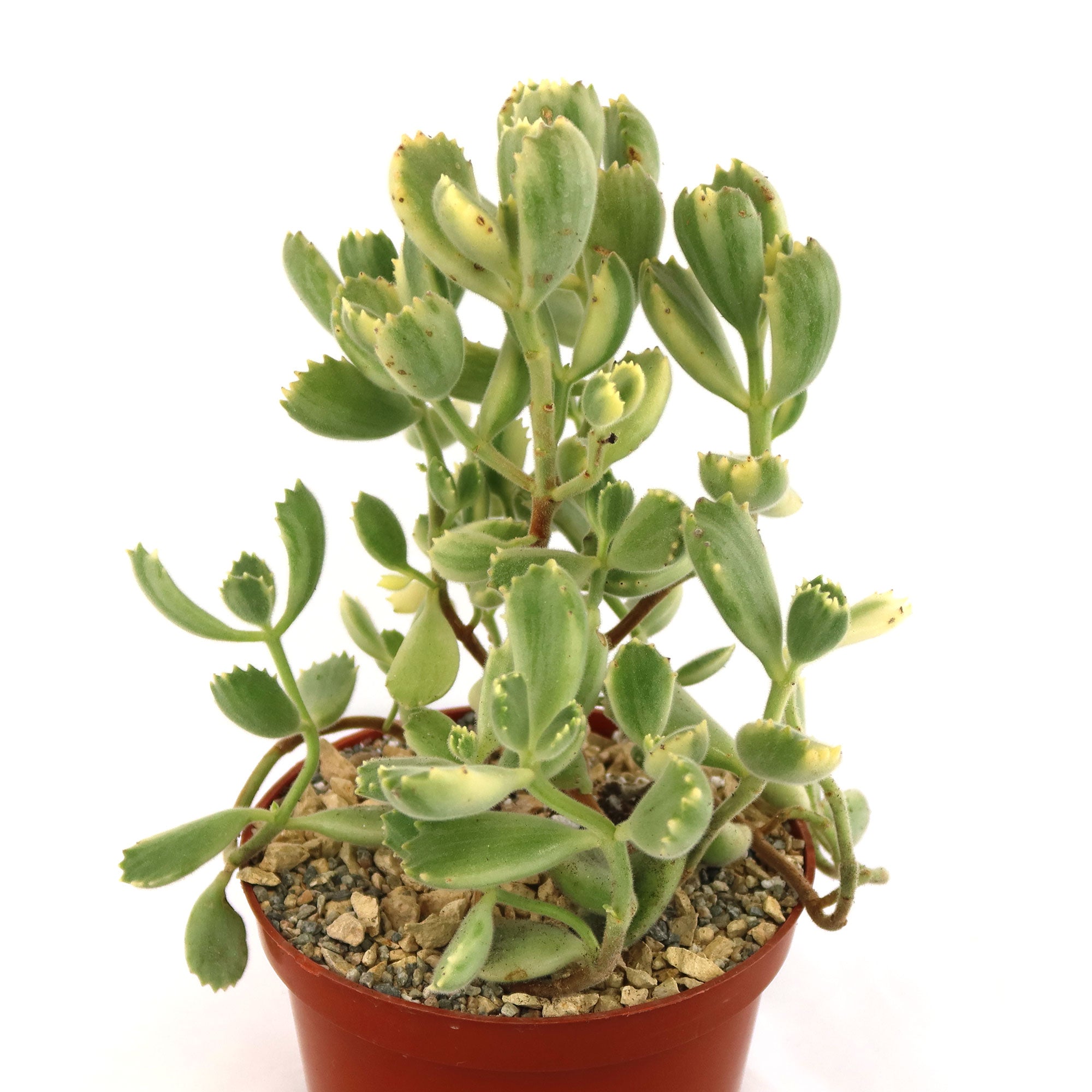 large bear paw succulent 2 Inch Cotyledon ladismithiensis Variegata