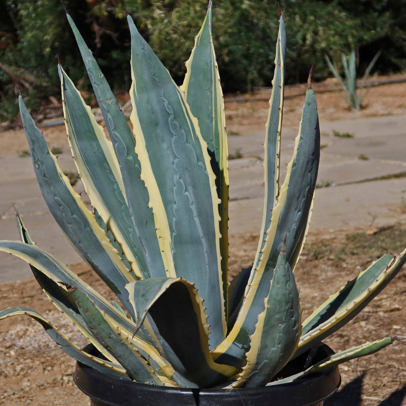 Variegated Century Plant - Agave americana 'Variegata'