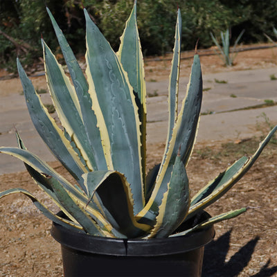 Variegated Century Plant - Agave americana 'Variegata'