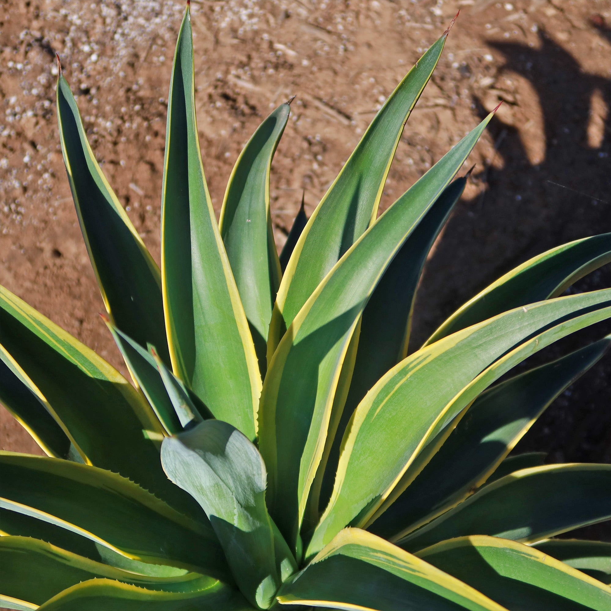 desmetiana succulent Variegated Smooth Agave Desert