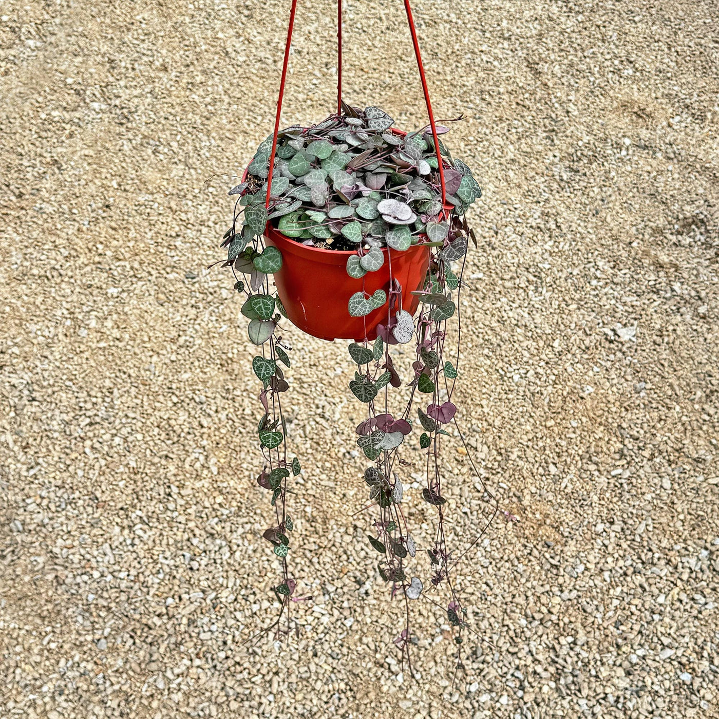 String of Hearts Plant – Ceropegia woodii