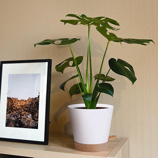 plant pots plastic large White Self Watering Plastic Plant Pot with Bottom-Indoor and Outdoor
