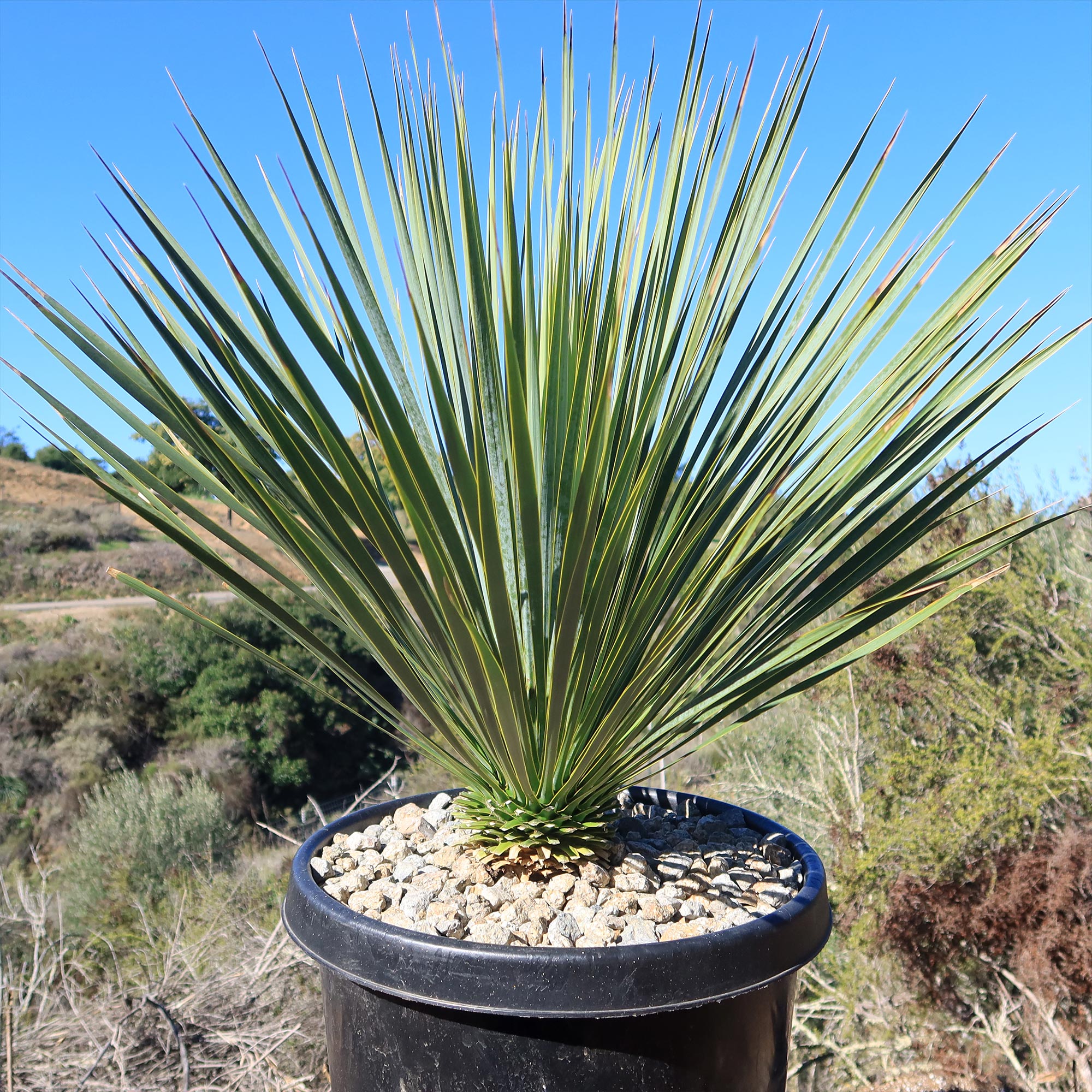 outdoor yucca plant in pot Beaked Yucca Tree