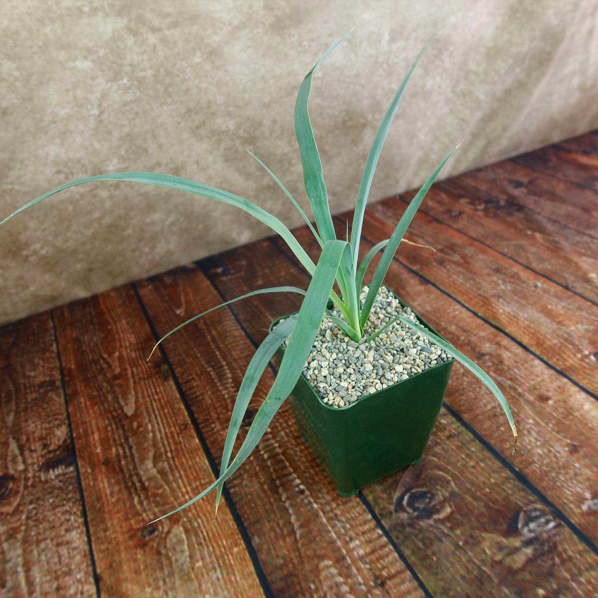 yucca succulent Yucca Glauca Stricta