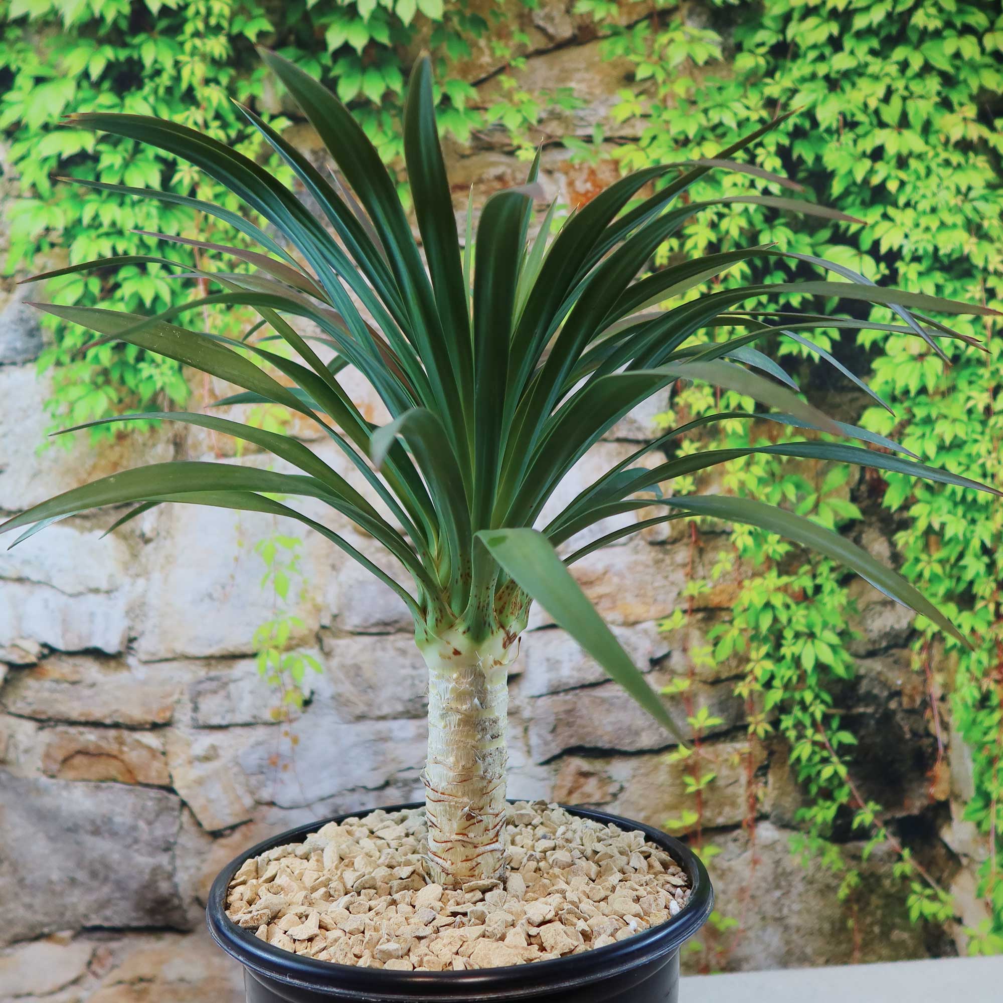 Yucca ‘Blue Boy’