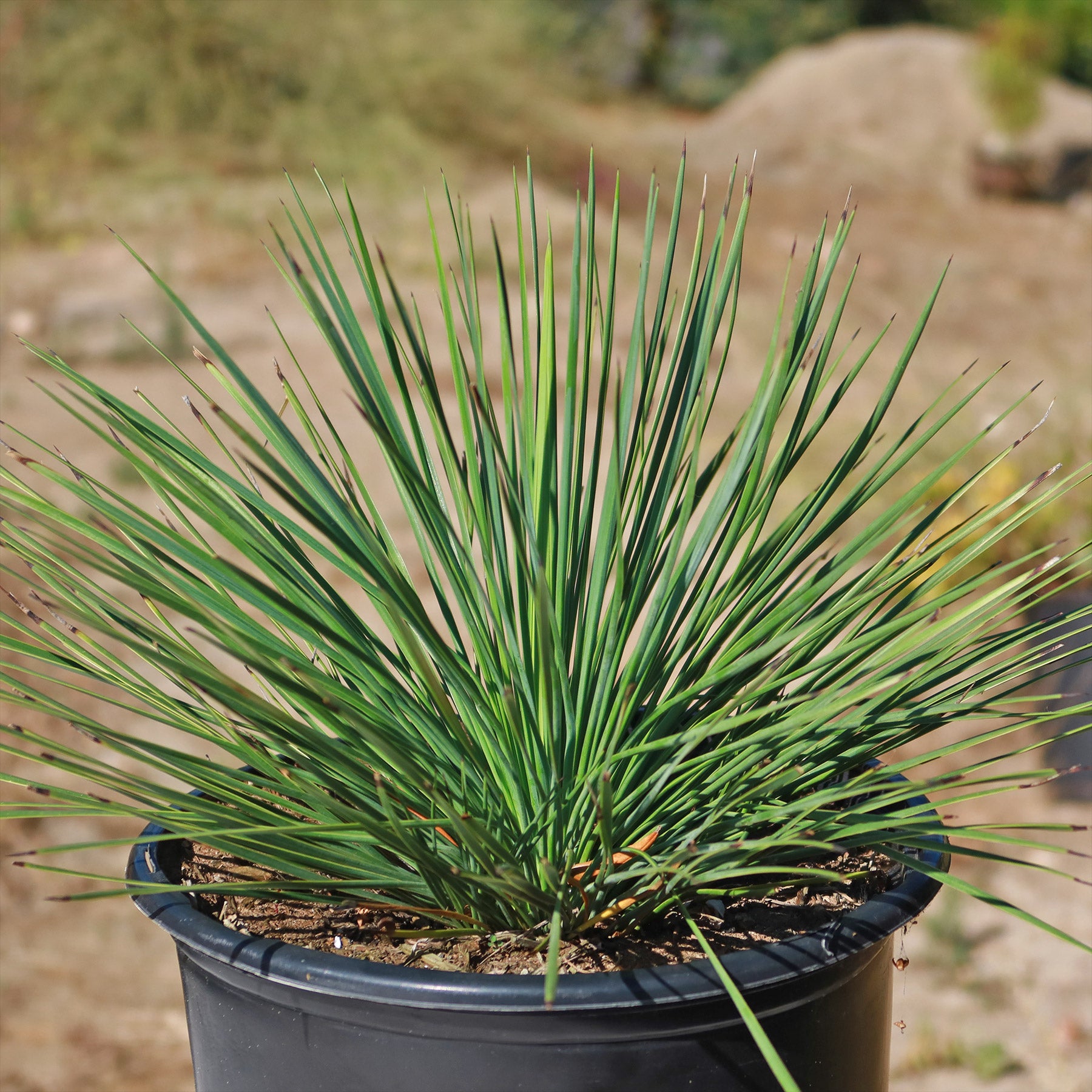 yucca plant potting soil Linear Leaf 'Yucca linearifolia' 4" Pot