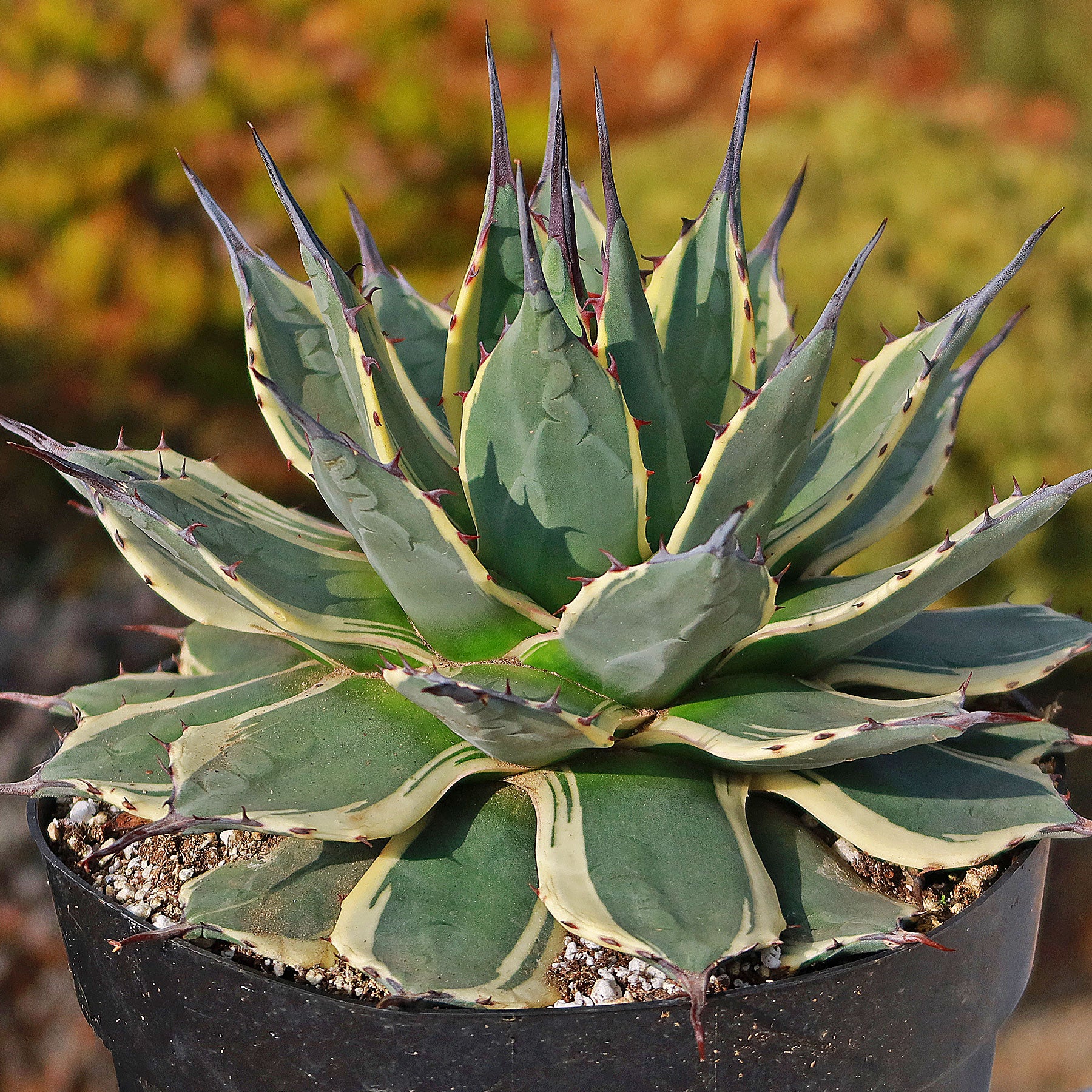 succulent with spikes Agave applanata 'Cream Spike' 6" Pot