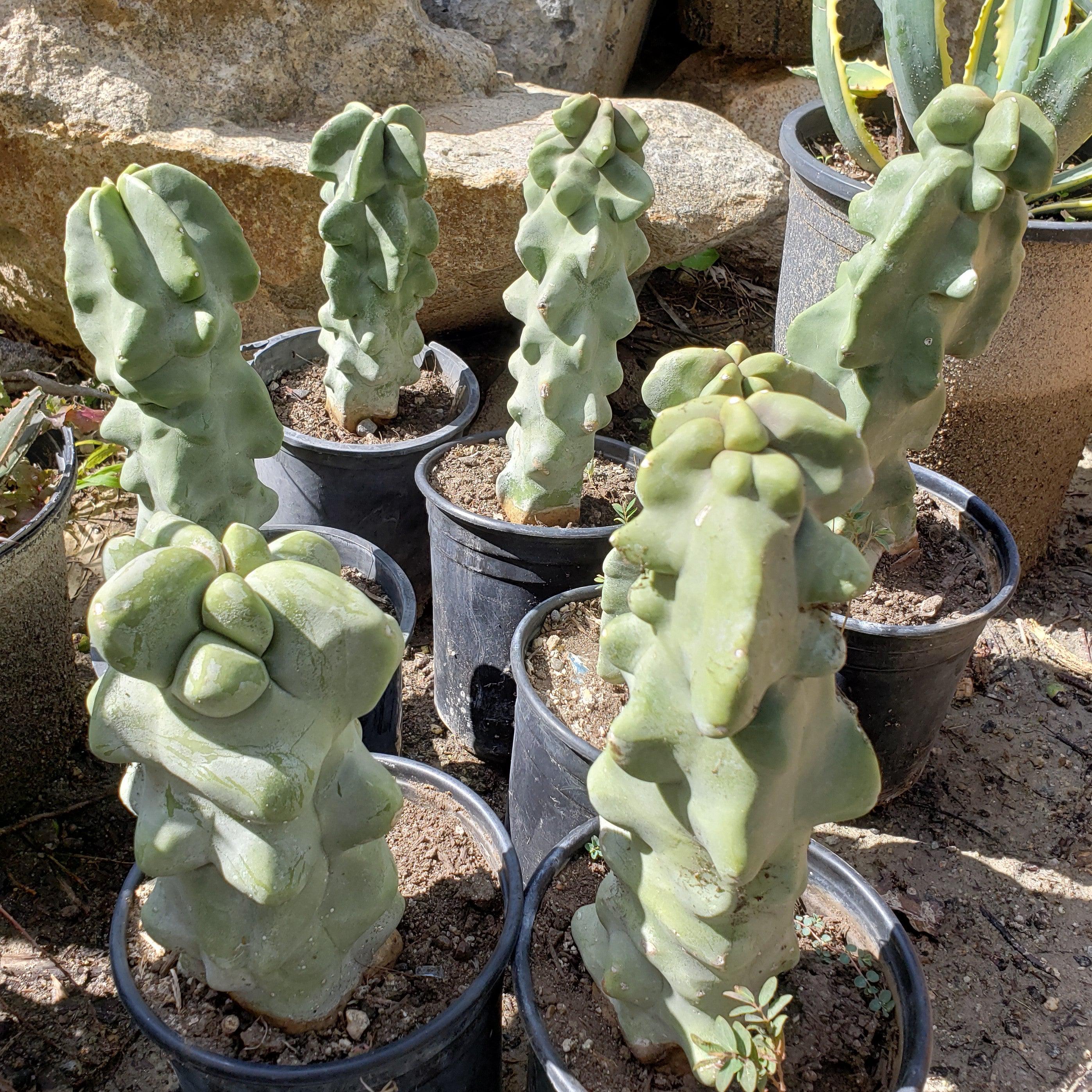 totem pole succulent Totem Pole Cactus 'Pachycereus schottii 'monstrosus' 6" Pot