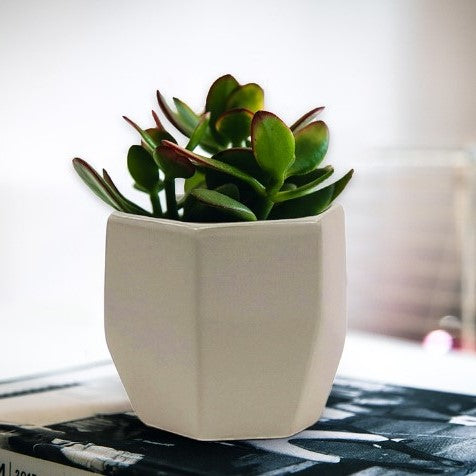 geometric plant pot large Geometric Matte Pot 4" Pot
