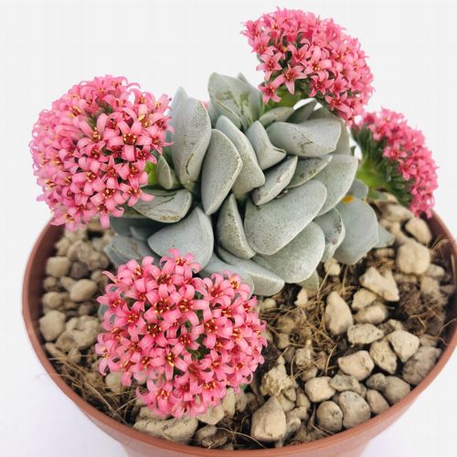 morgans beauty succulent Crassula Morgan’s Beauty