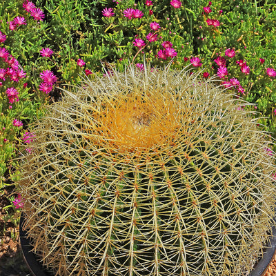 Golden Barrel Cactus - Echinocactus grusonii -28