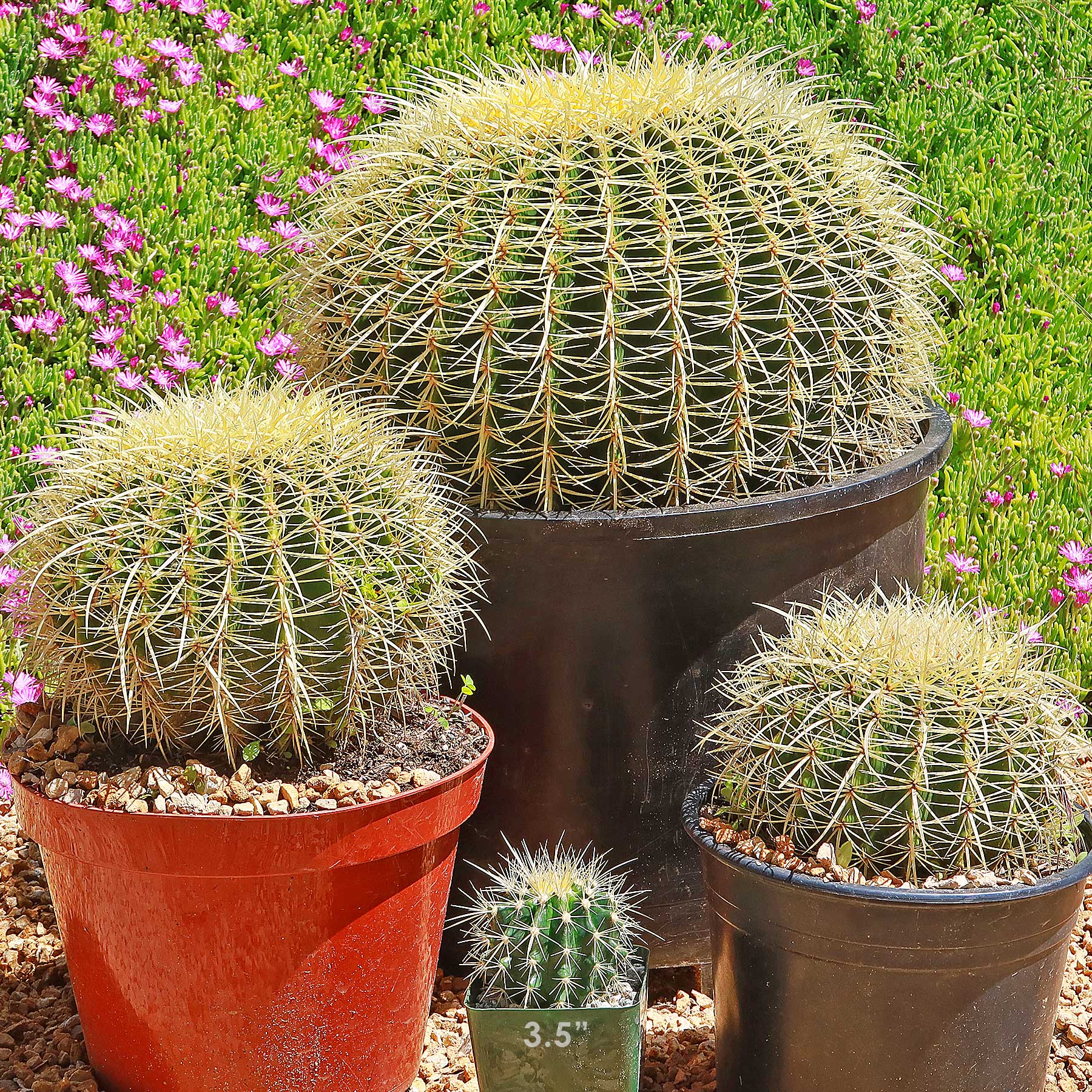 Shop ‘Golden Barrel Cactus - Echinocactus grusonii’ Care and