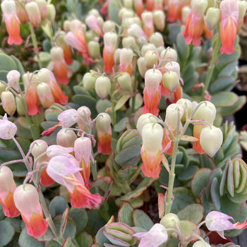 succulent with pink and orange flowers Kalanchoe panamensis – Planet Desert