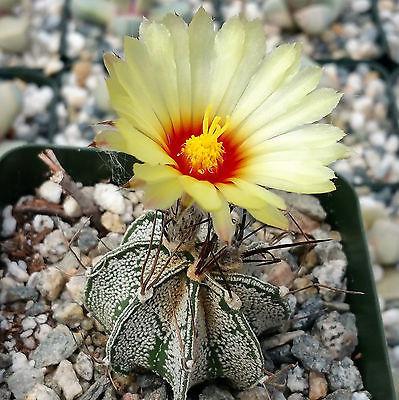 goat succulent planter Astrophytum capricorne goats horns
