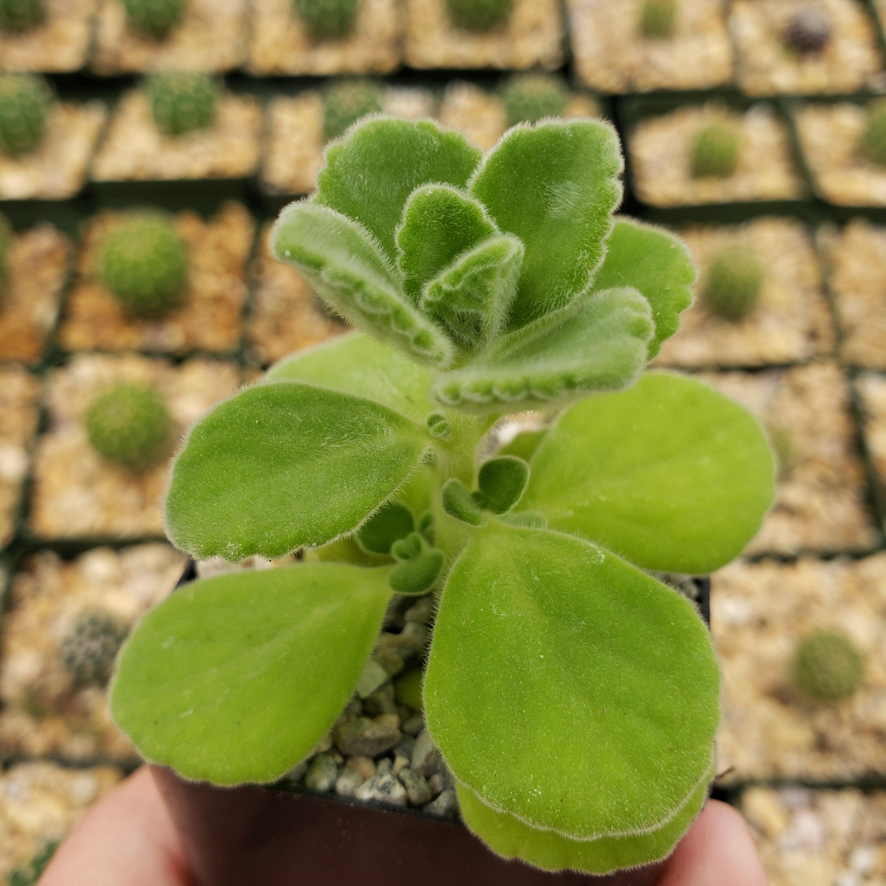succulent vicks plant Vicks Plant 'Plectranthus tomentosa'