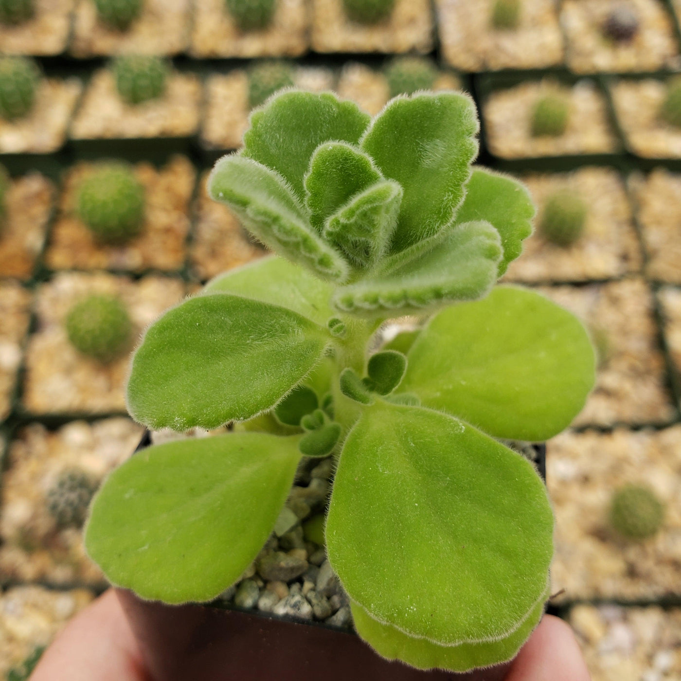 Vicks Plant 'Plectranthus tomentosa'