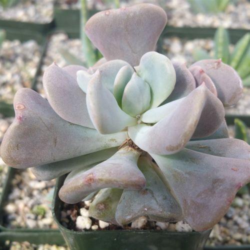 succulents frost Echeveria Cubic Frost | Rosette-Forming Plant