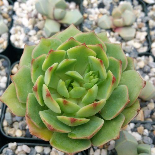 succulent rustle Echeveria ramillette