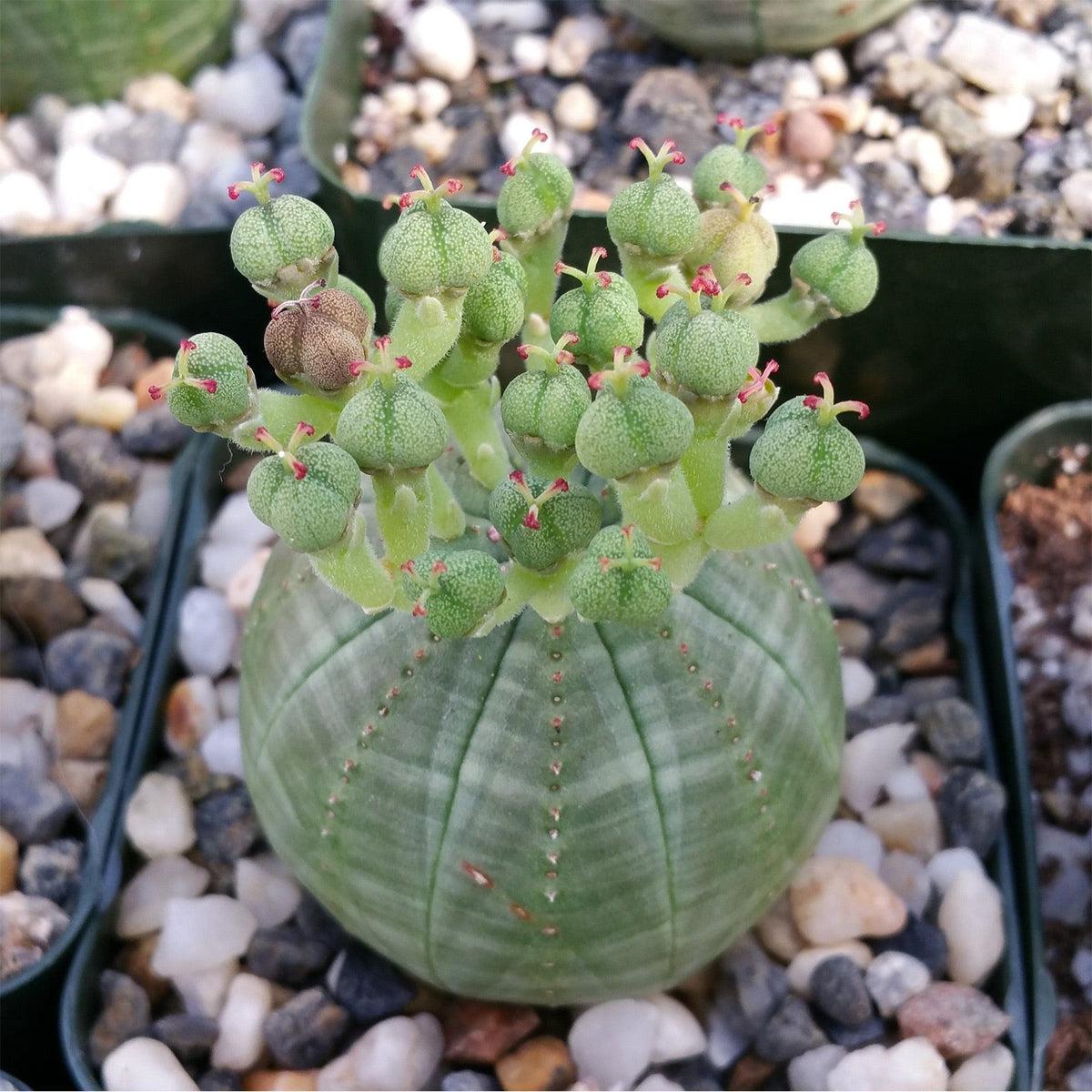 baseball succulent Baseball Plant 'Euphorbia obesa' 4" Pot