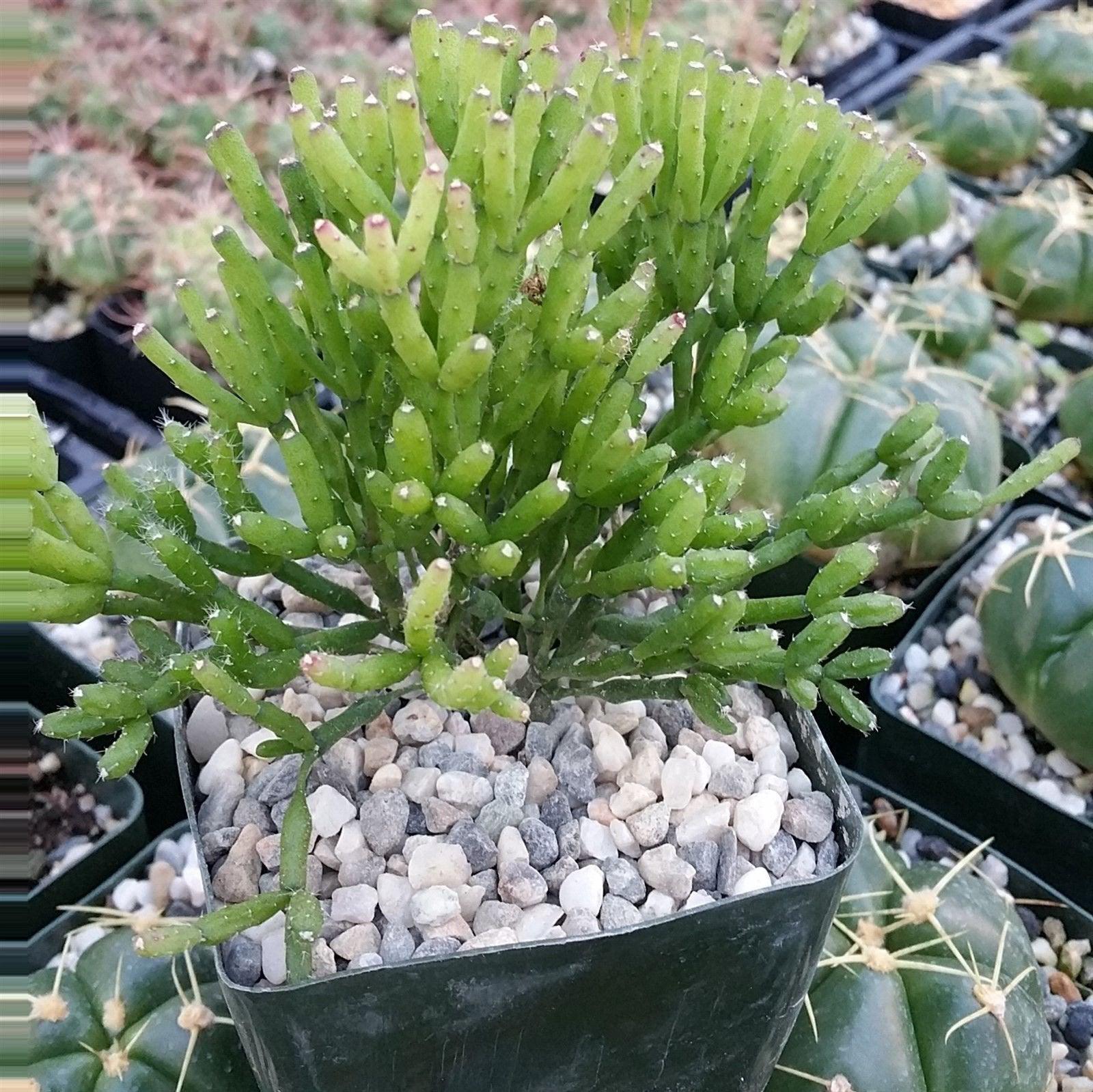 dancing bones succulent Dancing Bones Cactus 'Hatiora salicornioides' 2" Pot