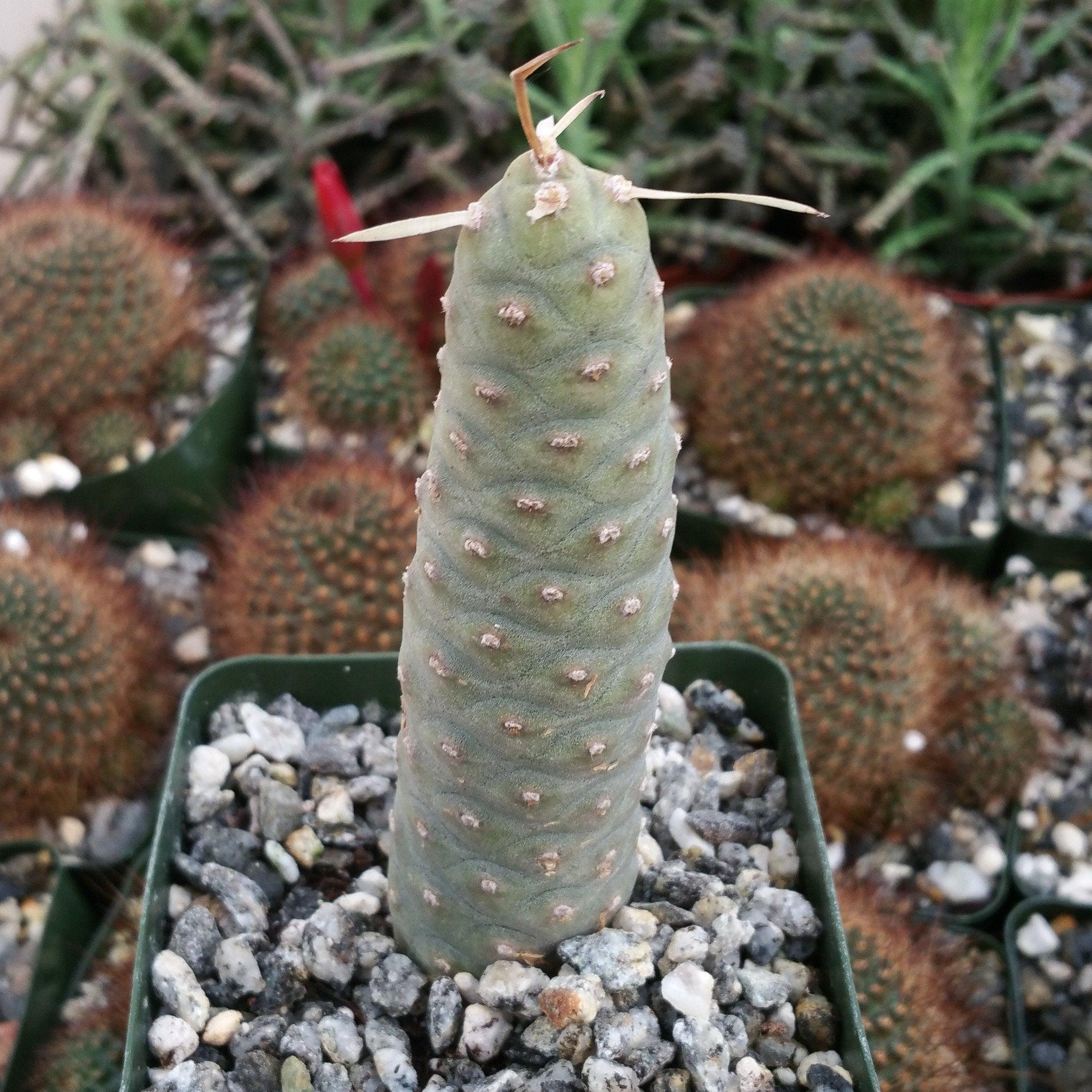 pine cone succulents Pinecone Cactus 'Tephrocactus articulatus'