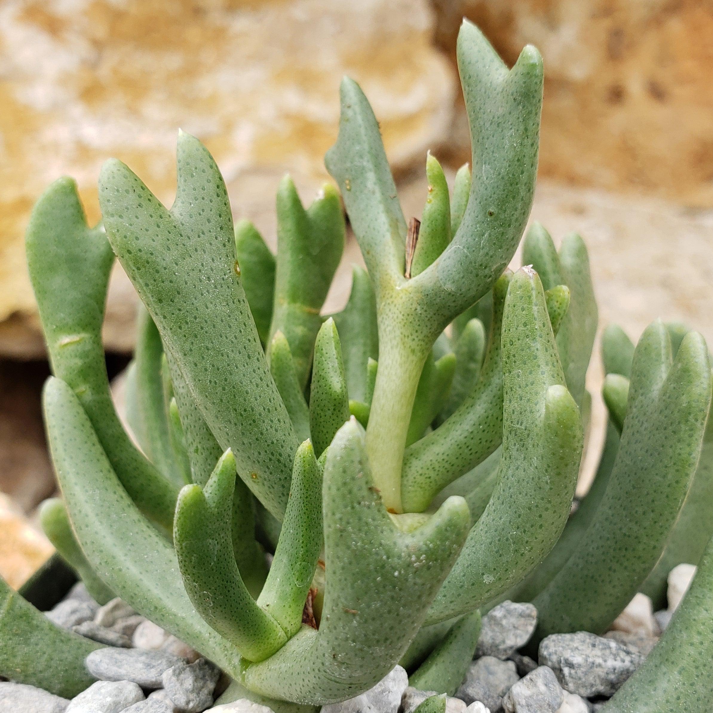 elkhorn plant succulent Rhombophyllum dolabriforme 6" Pot