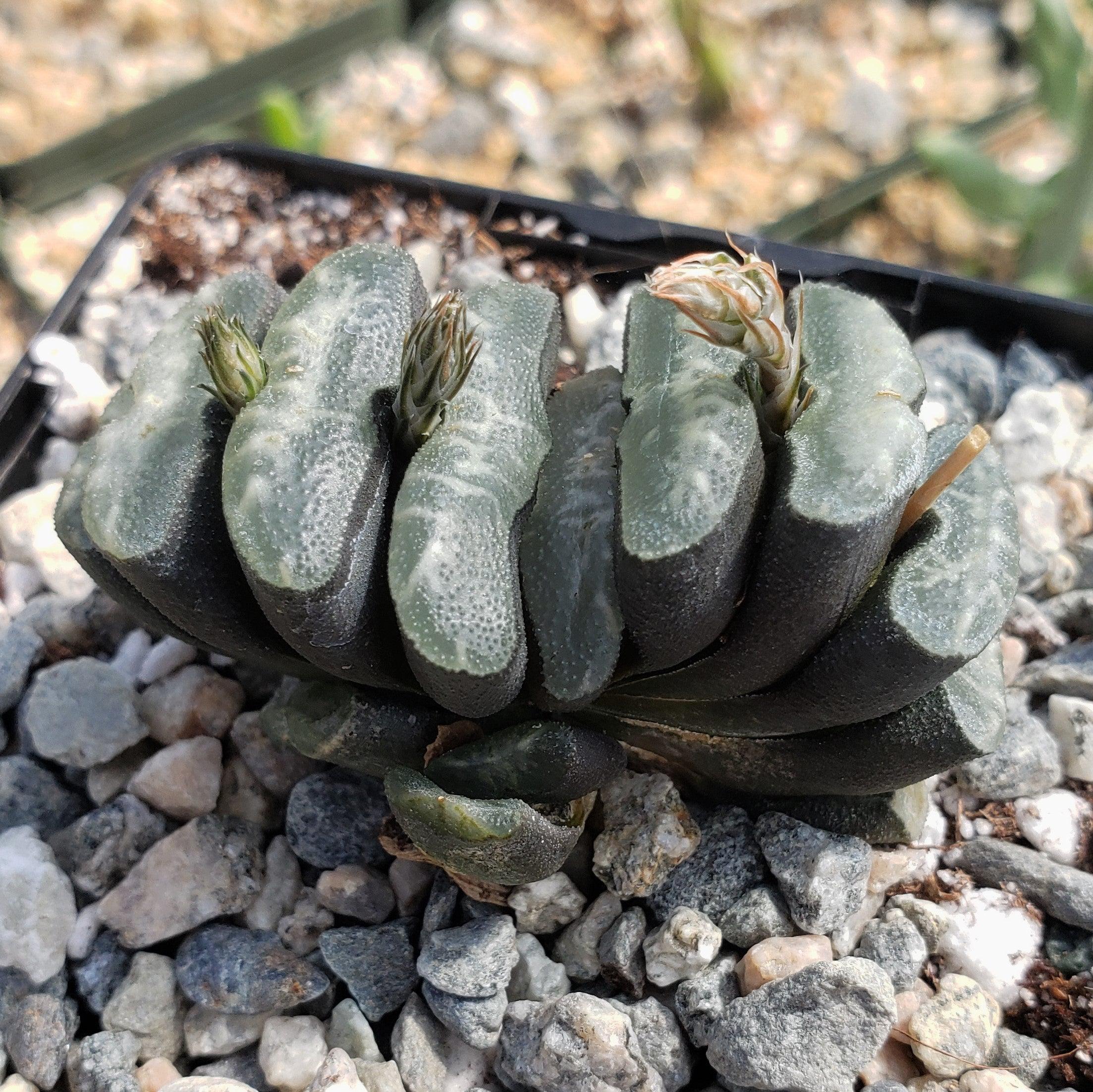 tooth succulent Haworthia Truncata