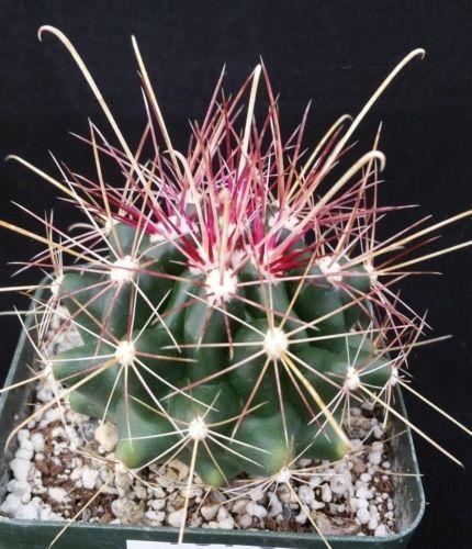 Barrel Cactus - Genus: Ferocactus - DesertUSA