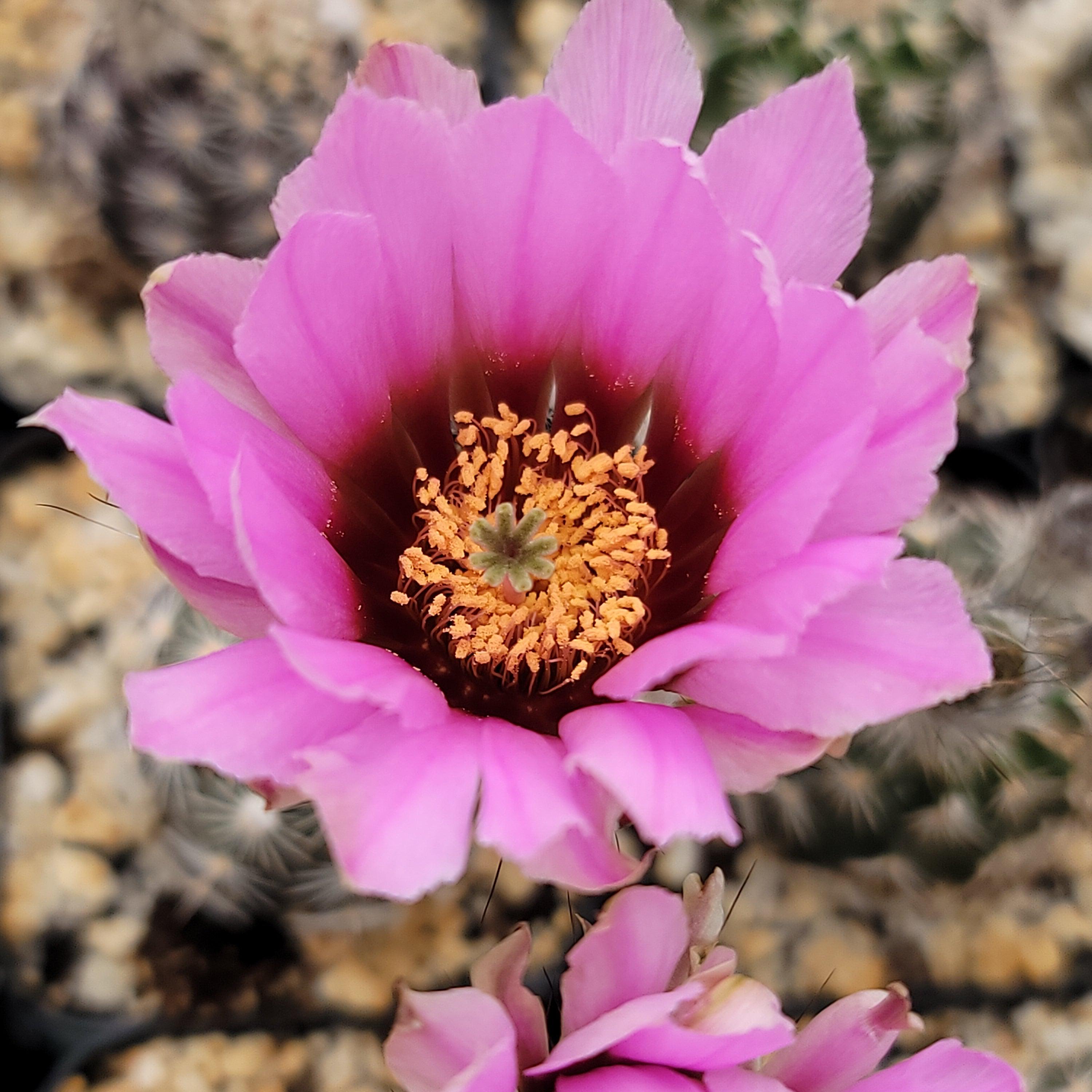 Lace hedgehog cactus - Echinocereus reichenbachii