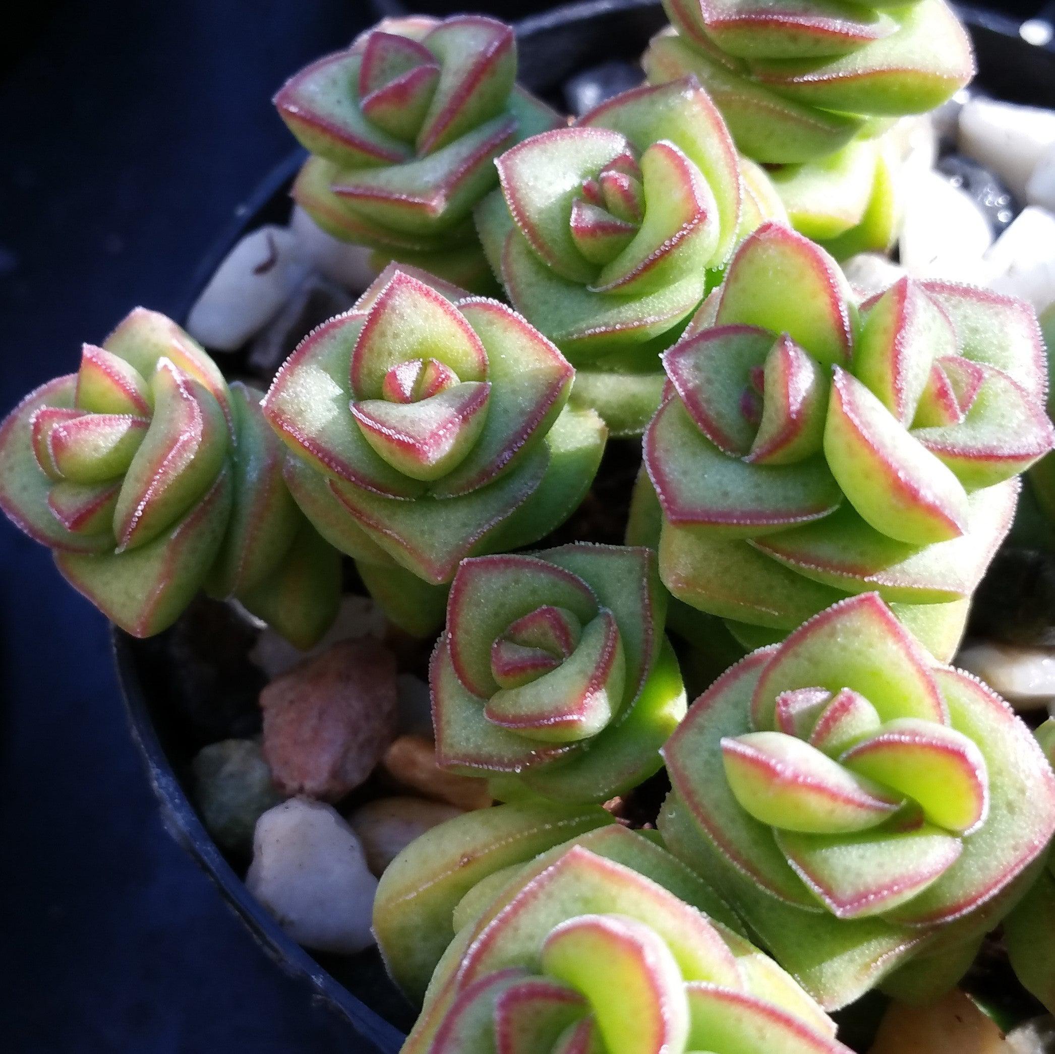 succulents string of buttons String of Buttons 'Crassula Perforata' 2" Pot
