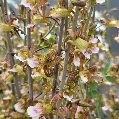 Eulophia petersii Desert Orchid Large