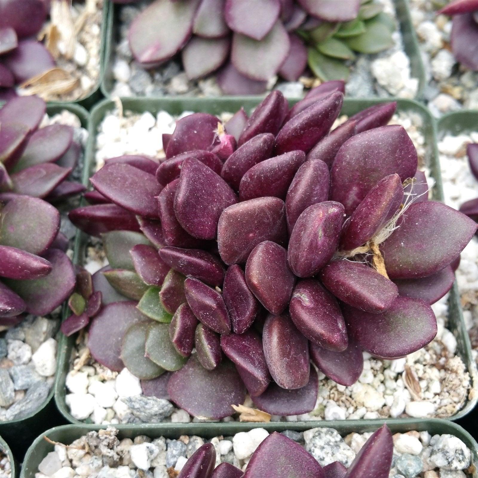 anacampseros sunrise succulent 'Sand Rose Succulent