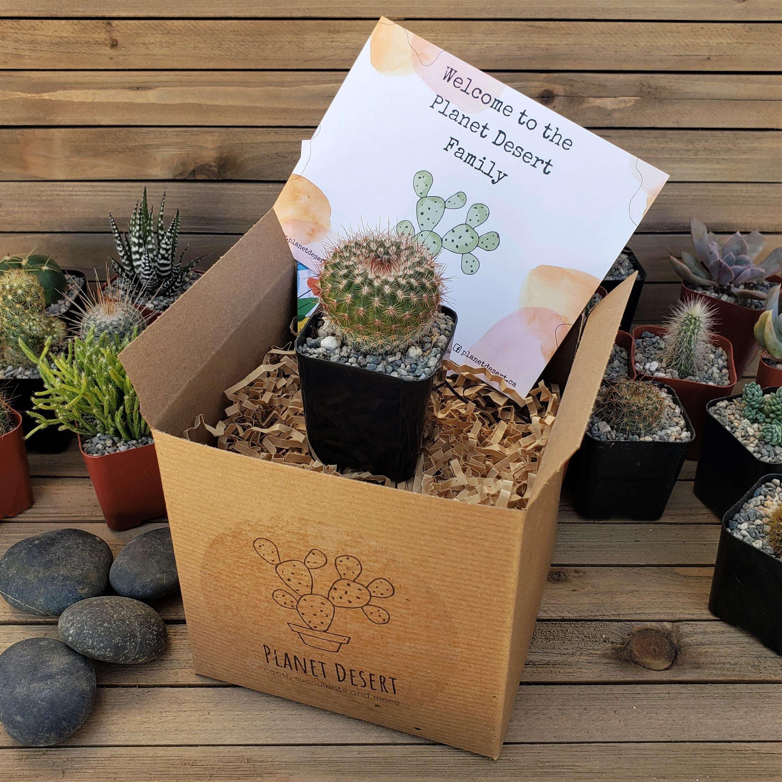 1 Cactus Growing Kit Gift Box