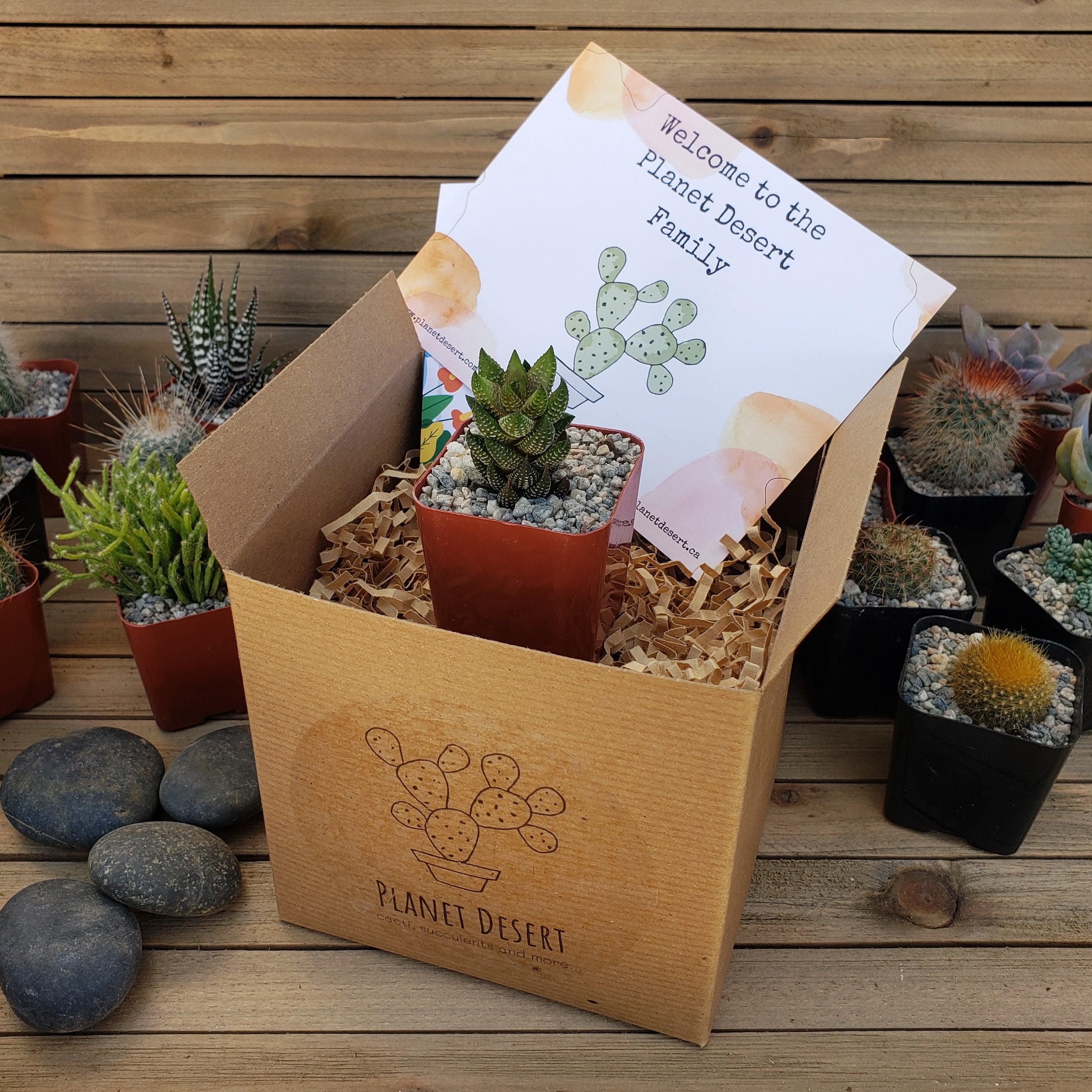 succulents in a box gift 1 Succulent Subscription Box (Growing Kit)