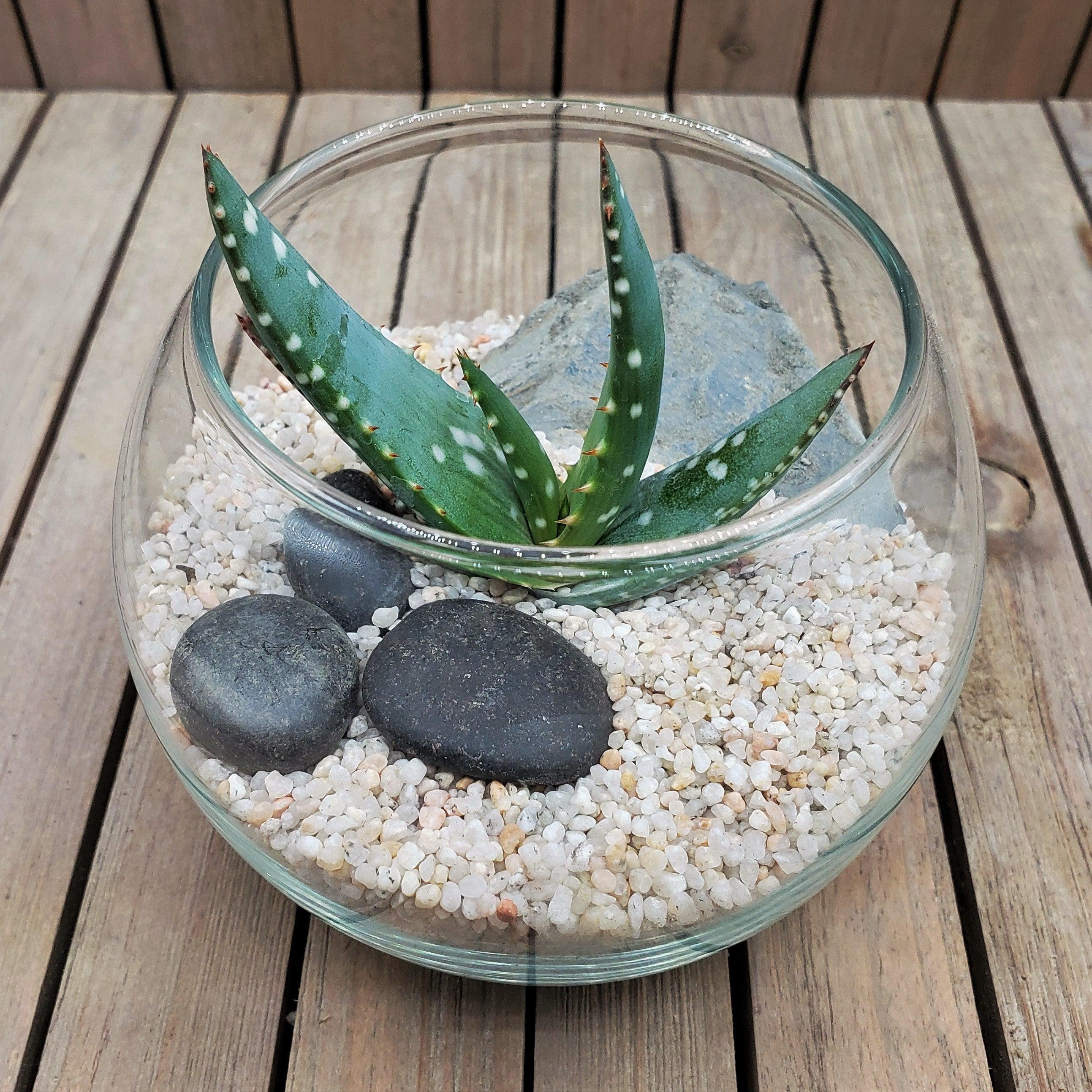 globe terrarium plants DIY succulent glass globe terrarium