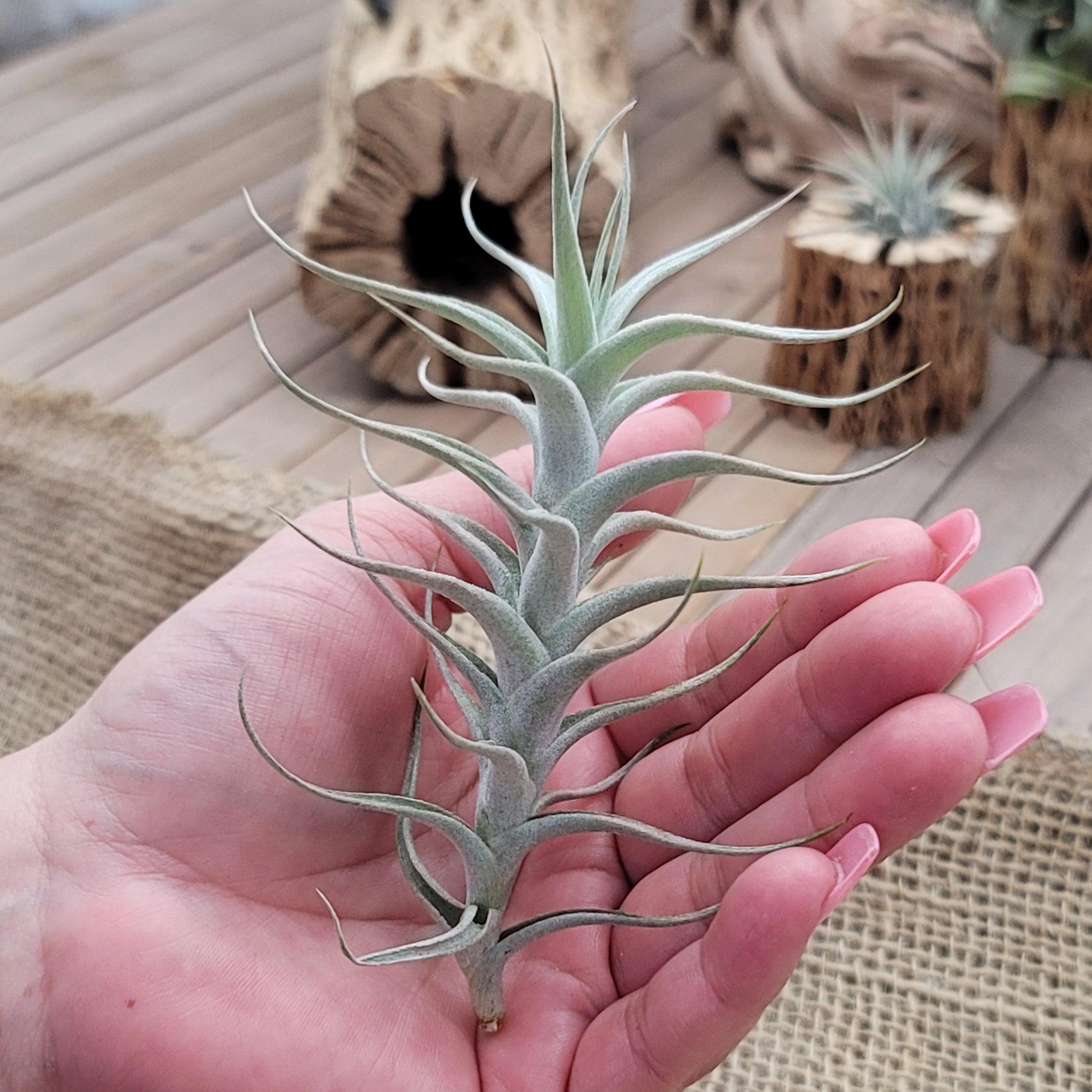 pink air plant Tillandsia Albida minor