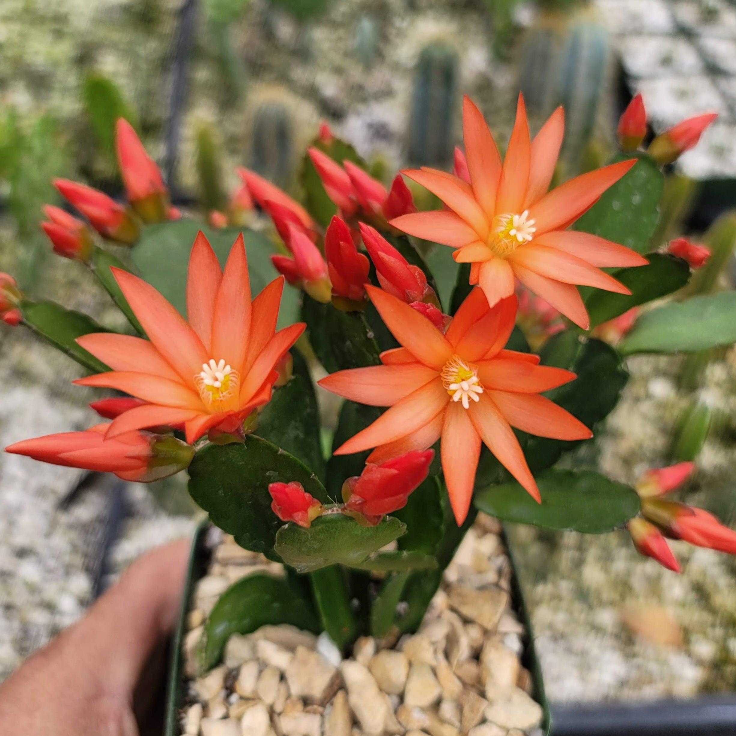 spring cactus house plant Orange Easter Cactus 'Colombia'