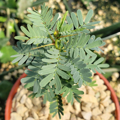Acacia erioloba