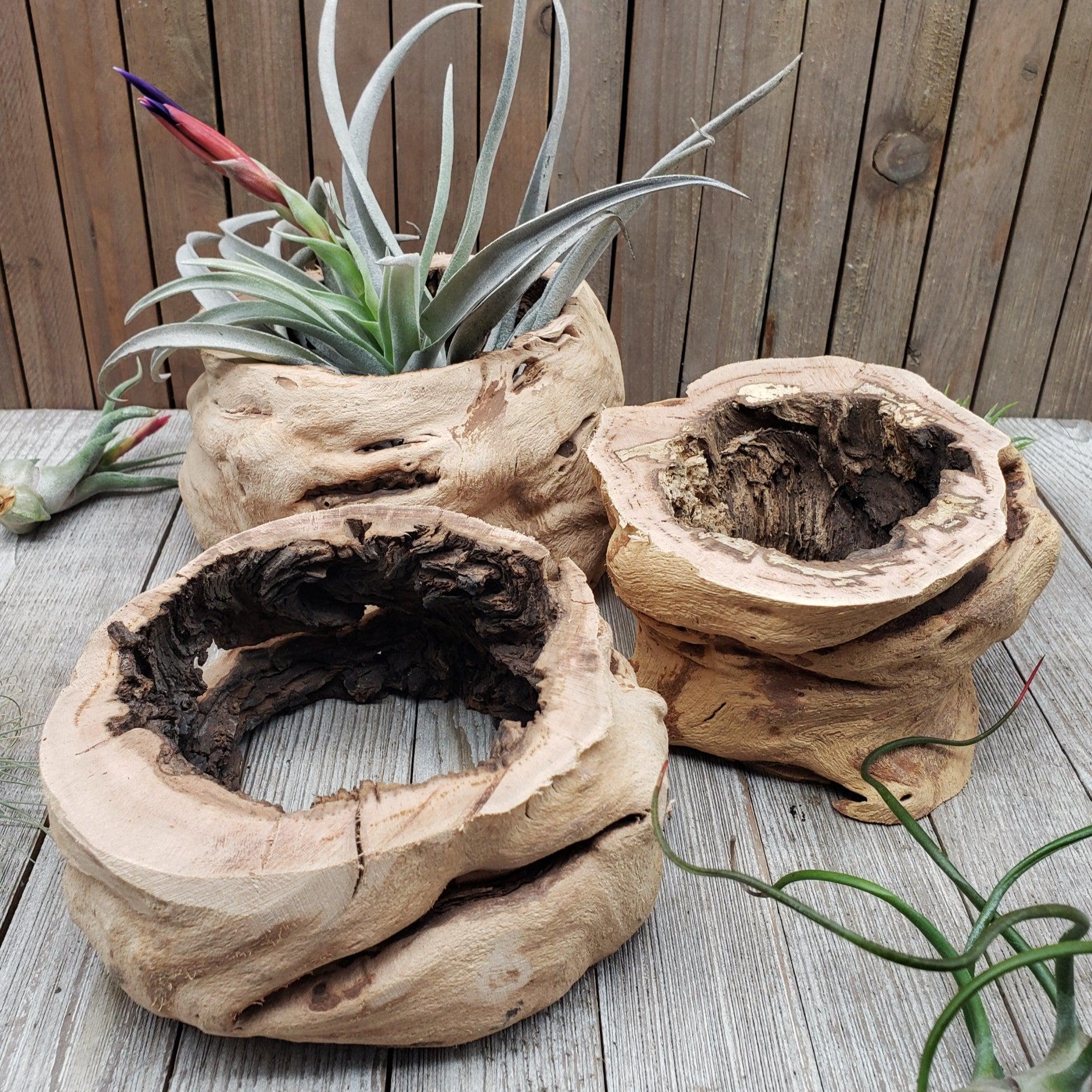driftwood for air plants Sandblasted Hollow Grapewood