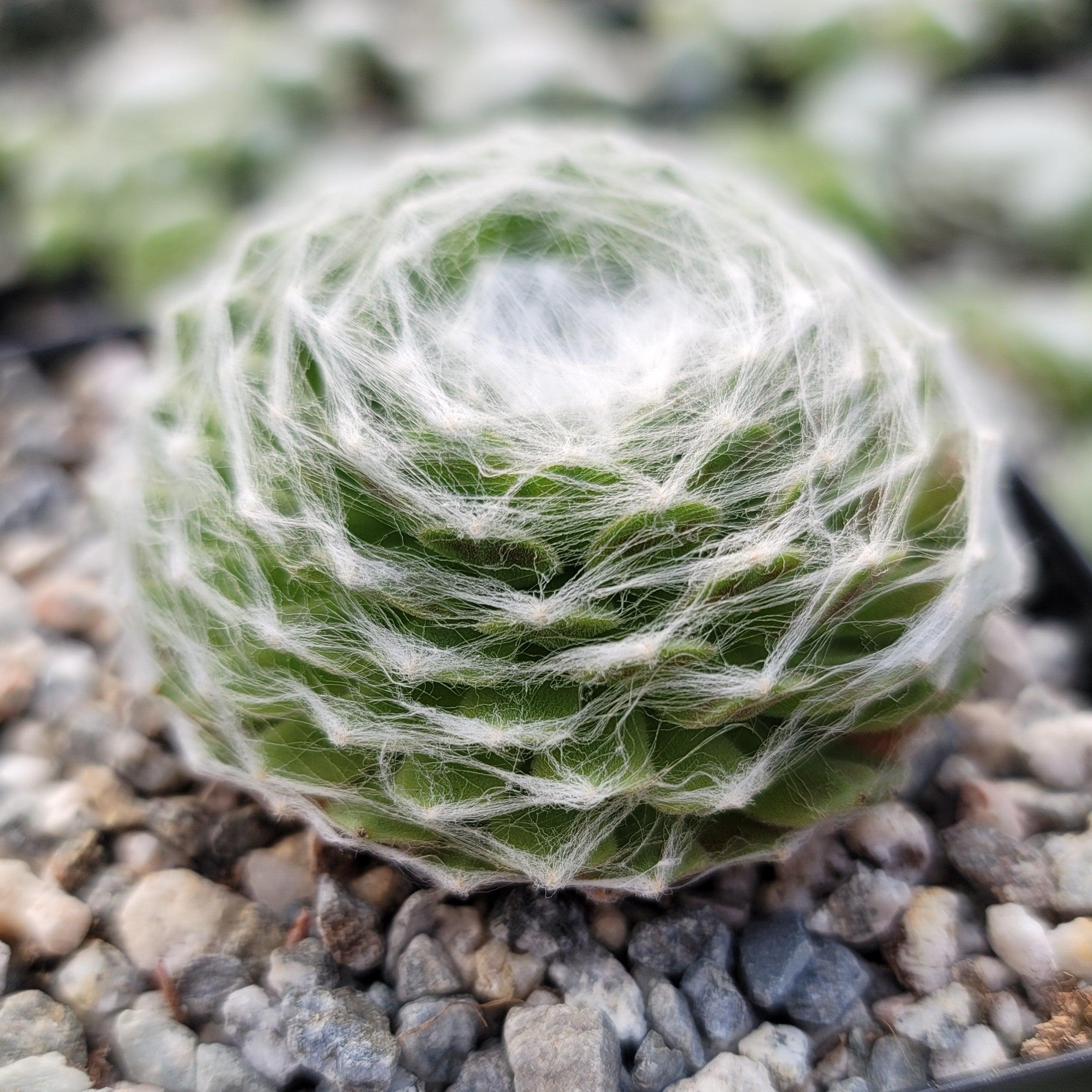 succulents with webs Cobweb Hens and Chicks