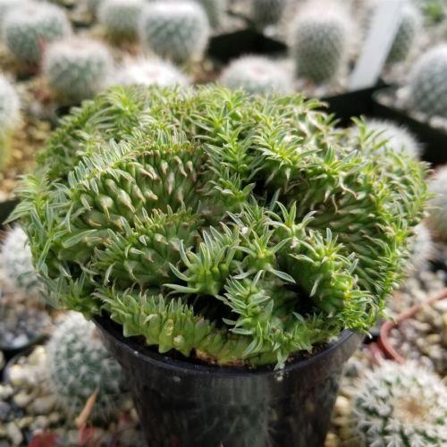 succulent plant with spiky leaves Euphorbia spiralis cristata