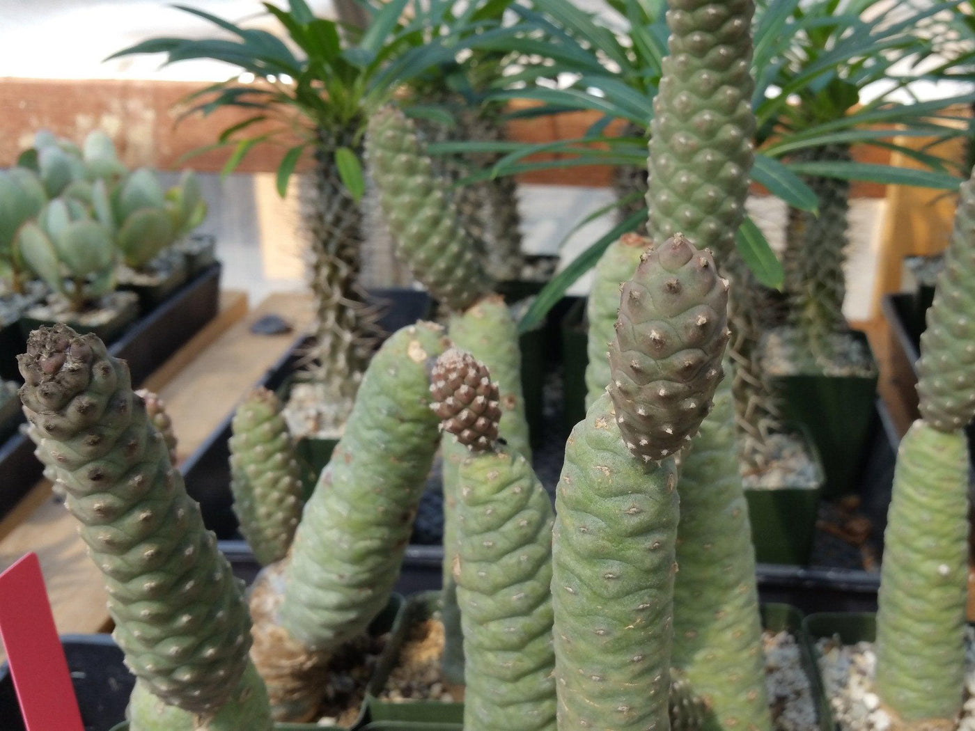 Pinecone Cactus 'Tephrocactus articulatus'