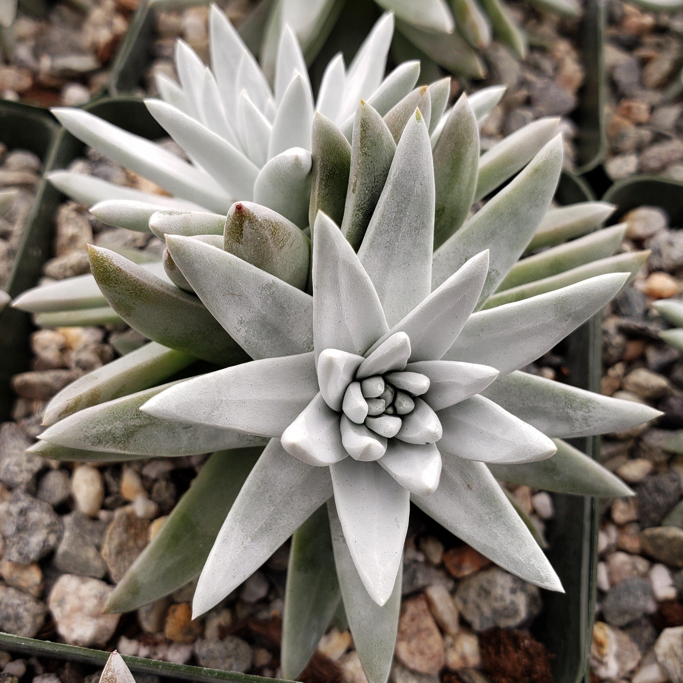 succulent with white hair Shop 'Dudleya gnoma White Sprite' Care & Growing Guide