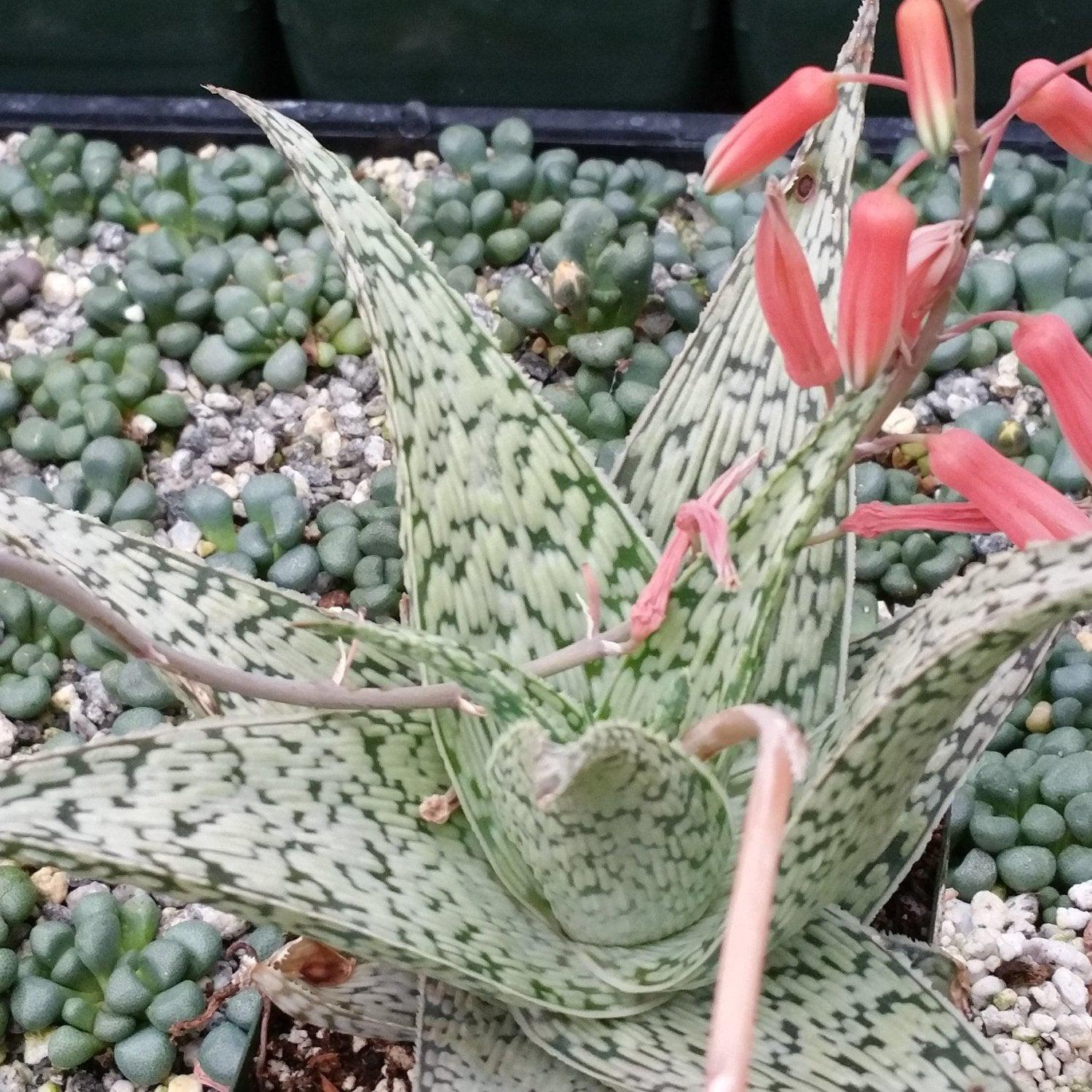 dark aloe vera plant Aloe doran Black 6" Pot