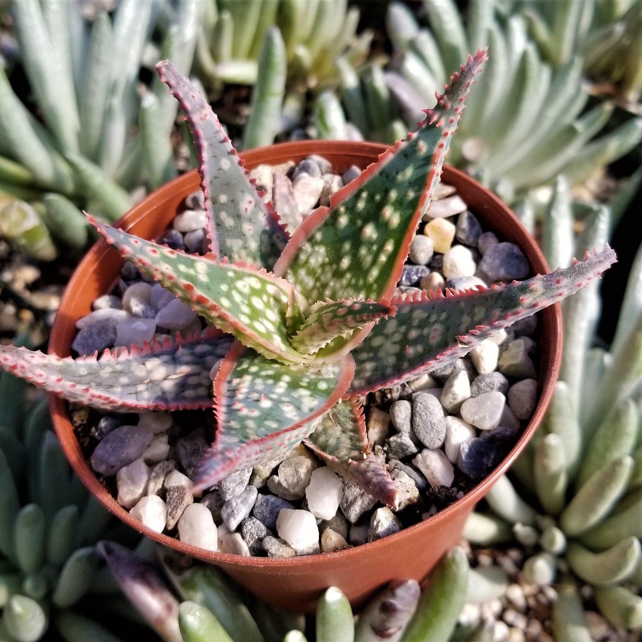 is aloe vera a hybrid plant Aloe Hybrid