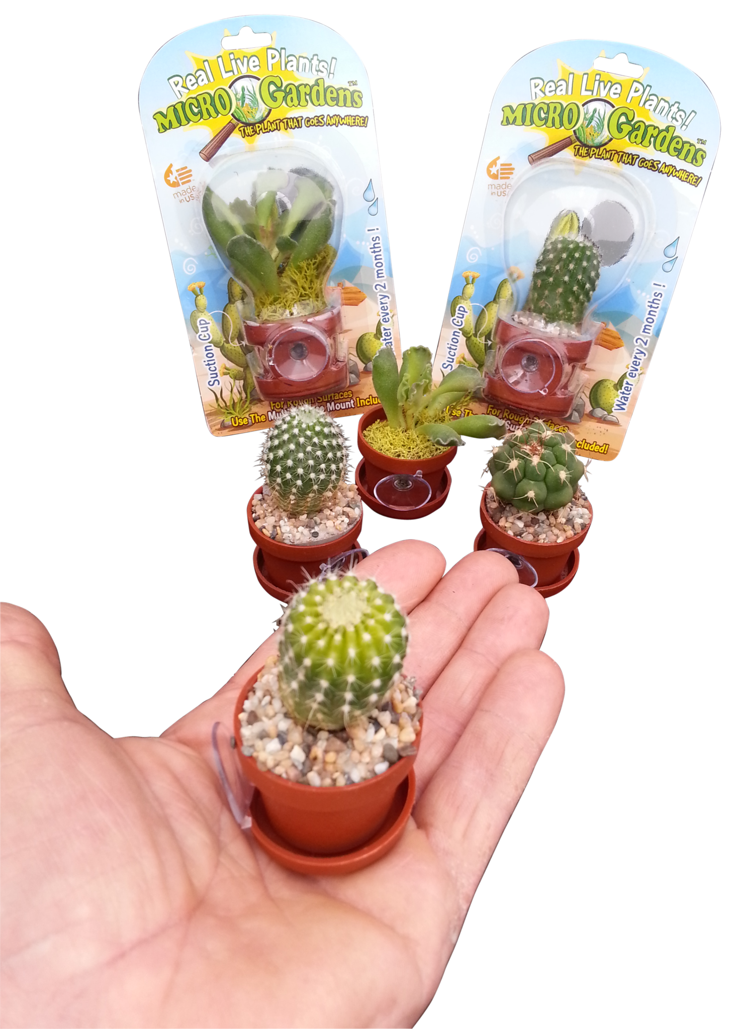 Terrarium & Fairy Garden Plants - 5 Plants in 2.5 (Is Approximately 4 to 6  Inches Height of the Plant)