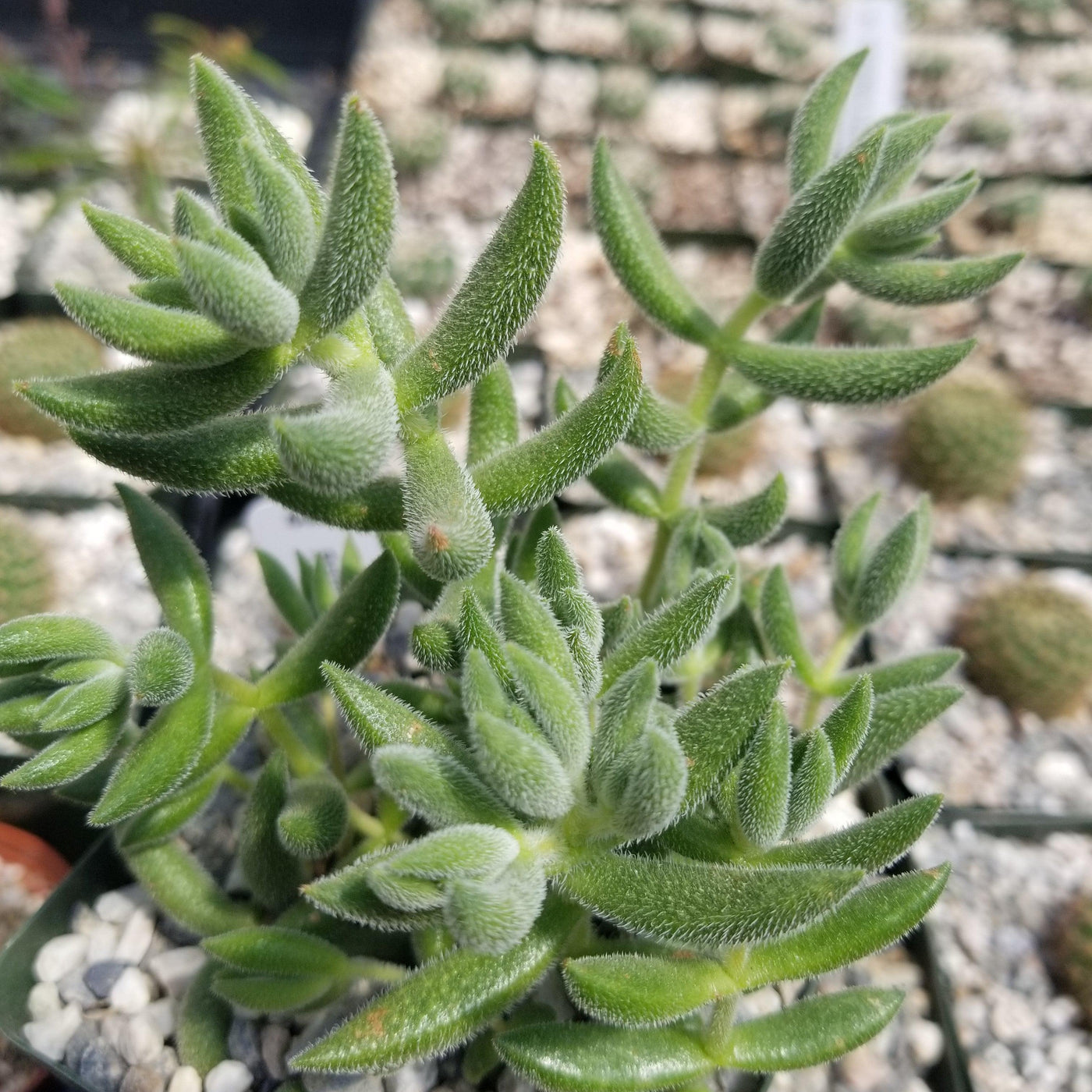 Crassula mesembryanthemoides hispida