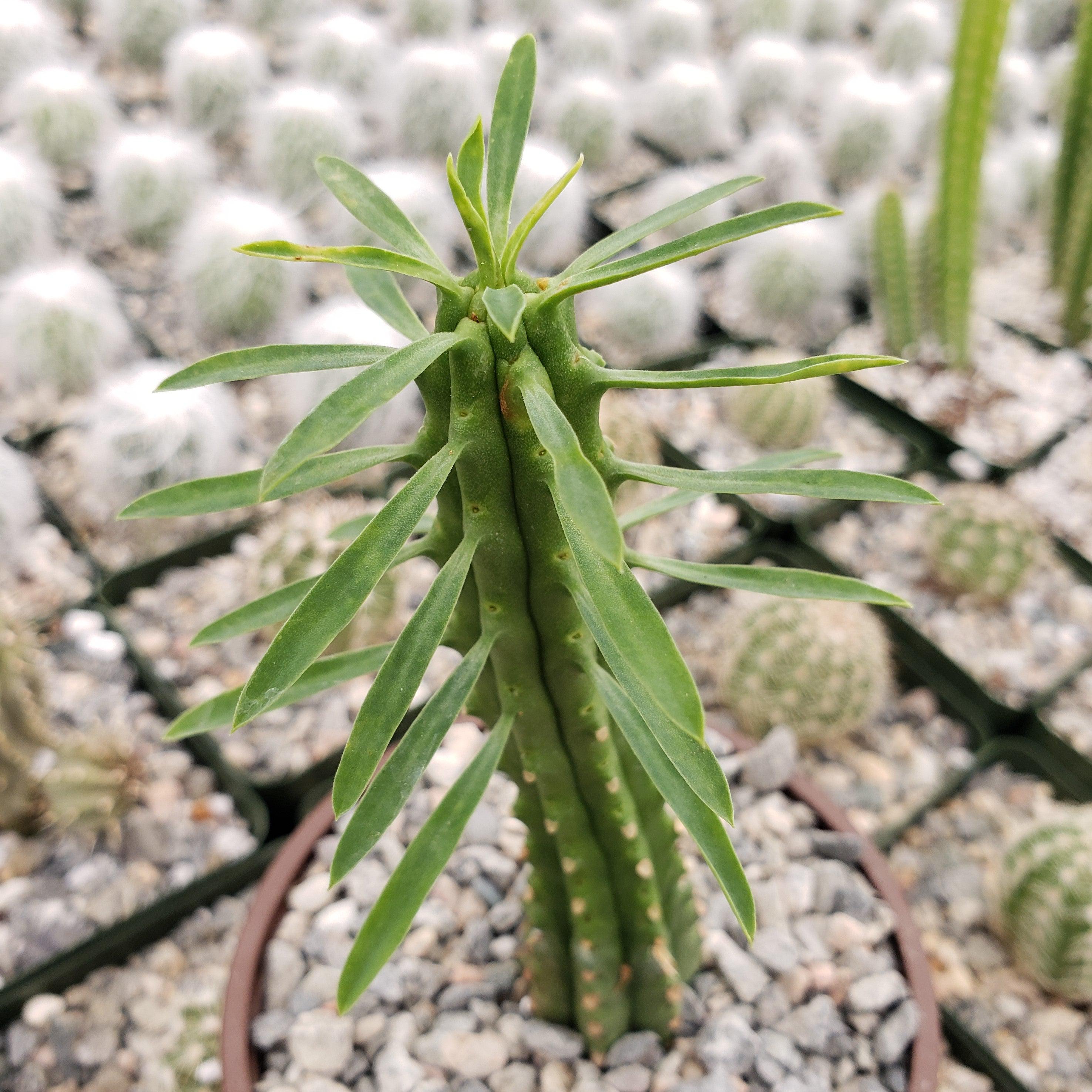 palm succulent plant Euphorbia loricata 4" Pot