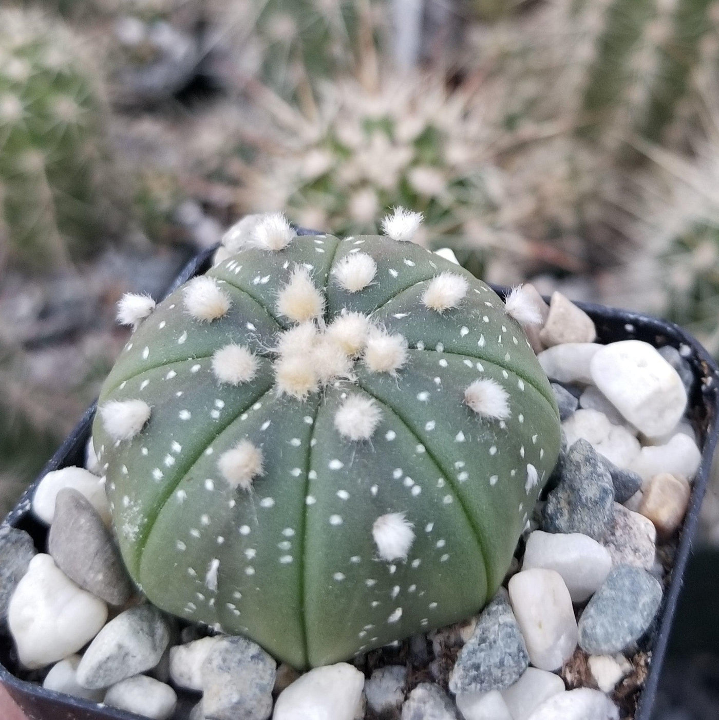 Sand Dollar Cactus 'Astrophytum asterias'